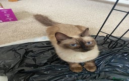 Mixed Breed cats for sale: Ragdol x bengal kittens  - Image 9