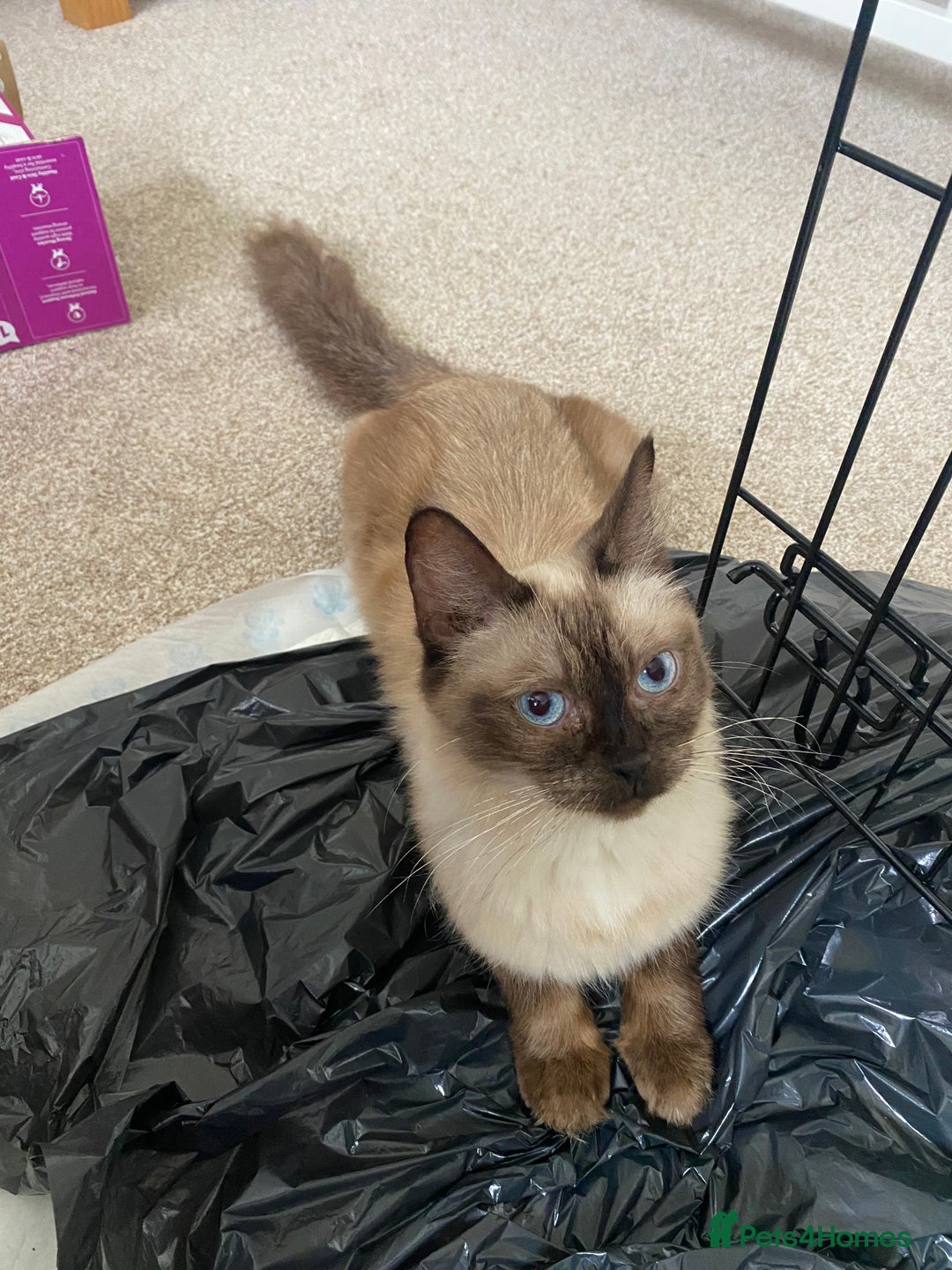 Mixed Breed cats for sale: Ragdol x bengal kittens  - Image 9