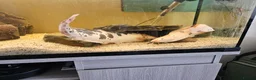 Catfish fish for sale: Clarias catfish in Doncaster - Advert 3