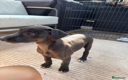 Lurcher dogs for sale: Bull cross puppies  - Image 4