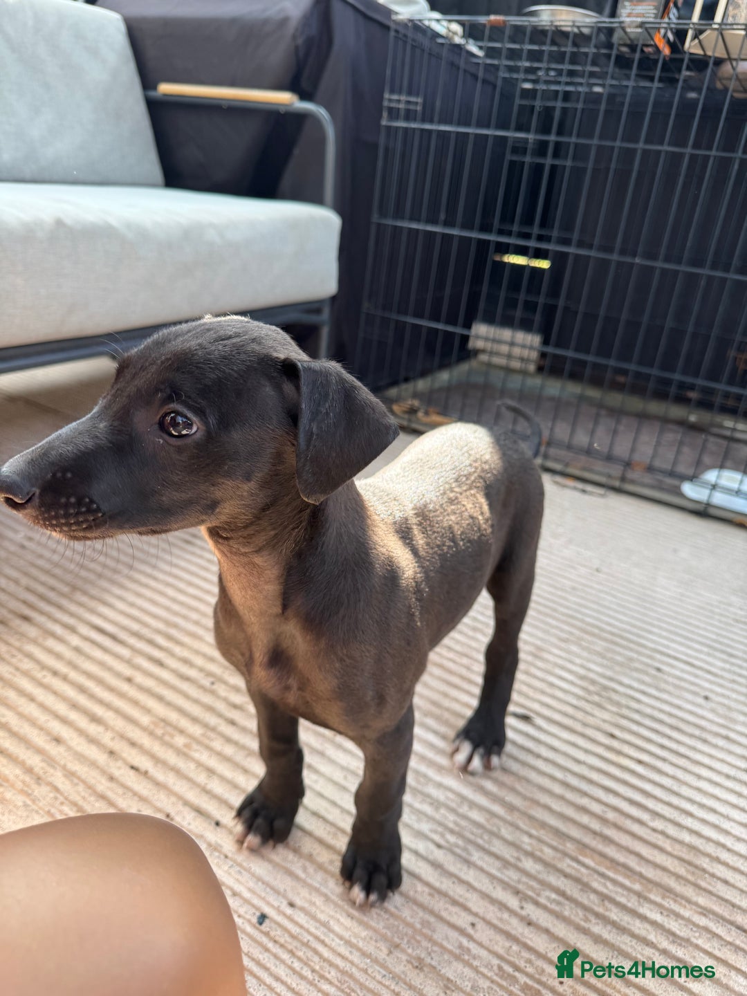 Lurcher dogs for sale: Bull cross puppies  - Image 4