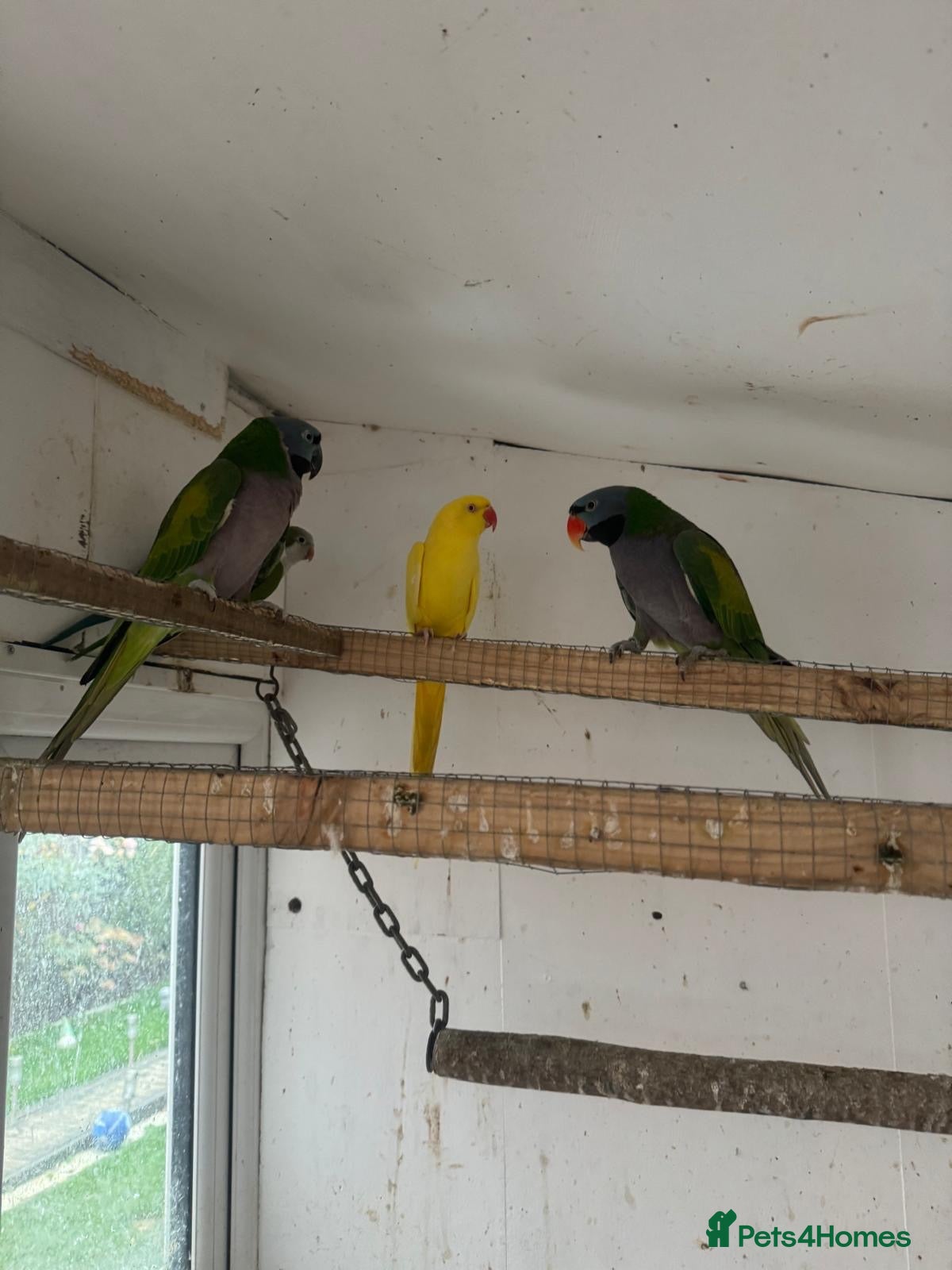 Parakeets birds Adult Pair Derbyan parrot & yellow Indian Ringneck - Advert 1
