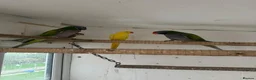 Parakeets birds for sale: Adult Pair Derbyan parrot & yellow Indian Ringneck - Advert 1