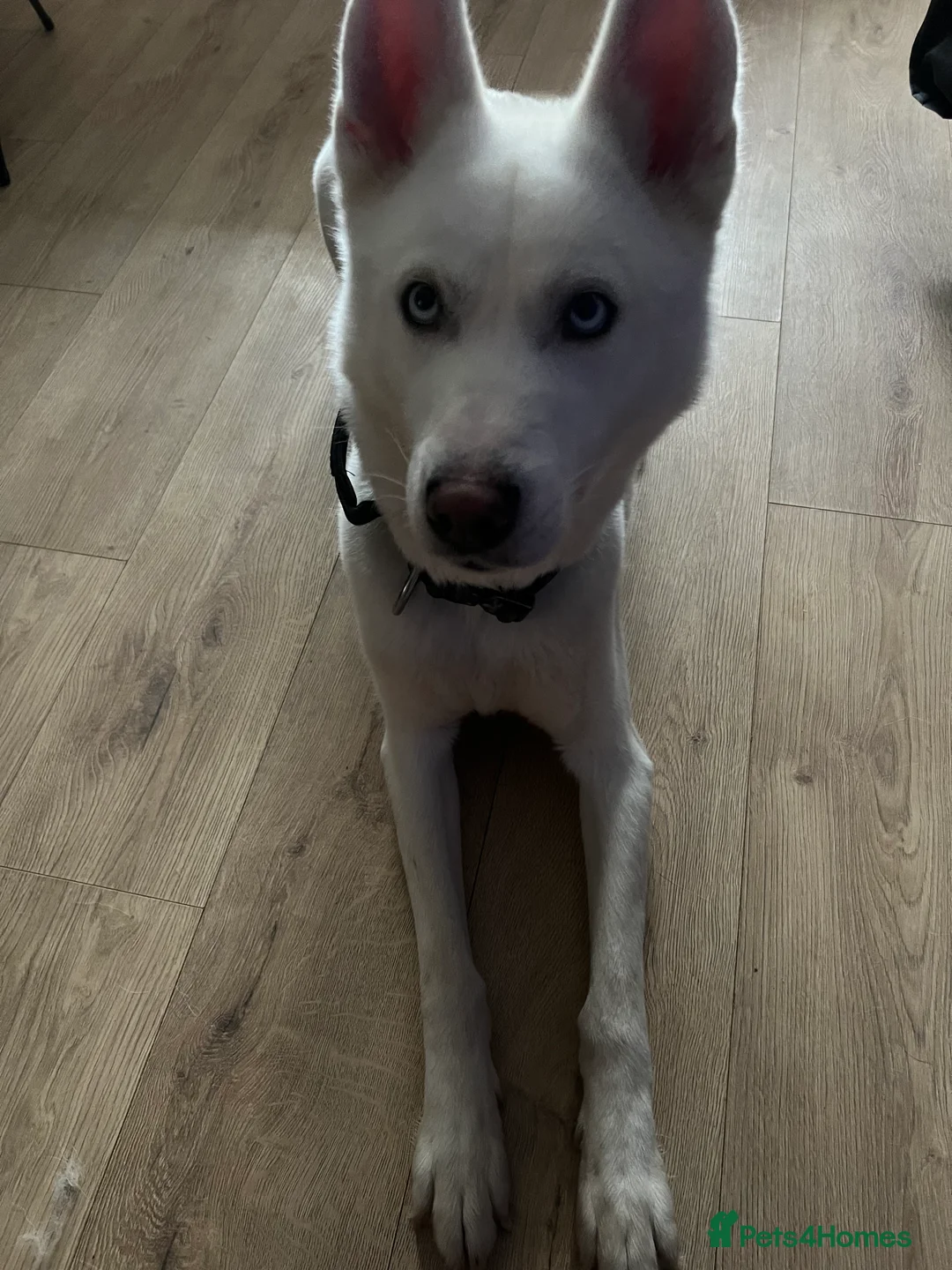 Siberian Husky dogs for sale: Pure white husky for sale  - Advert 4