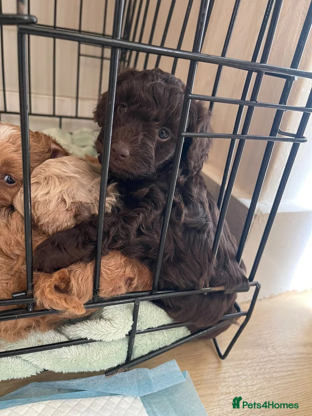 Schnoodle dogs for sale: Schnoodle puppies, 1 girl, 3 boys  in Bradford - Advert 10