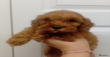 Cockapoo dogs - Advert 3