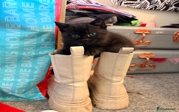 Maine Coon cats for sale: Part Maine Coon READY 8th December  - Advert 12