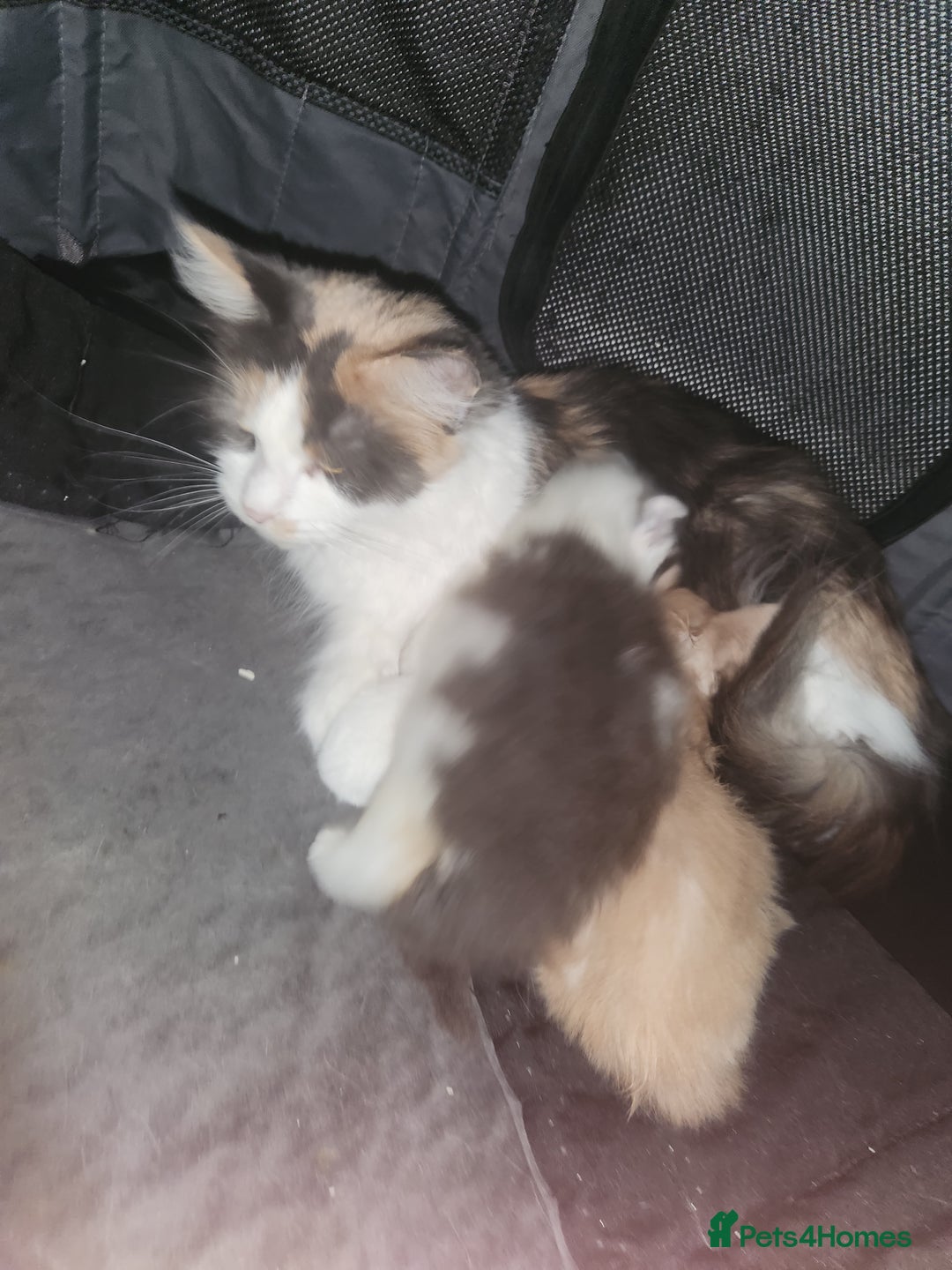 Maine Coon cats for sale: Beautiful Purebred maine coon kittens - Advert 2