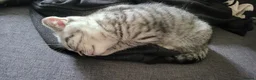 Scottish Fold cats for sale: Beautiful Scottish Fold Kittens - Advert 6