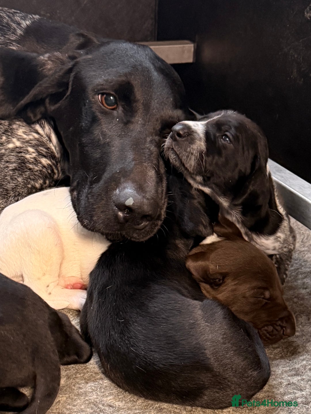 German Shorthaired Pointer dogs for sale: KC GSP Pups Health Tested Parents - Advert 13