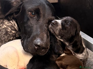 German Shorthaired Pointer dogs - Advert 2