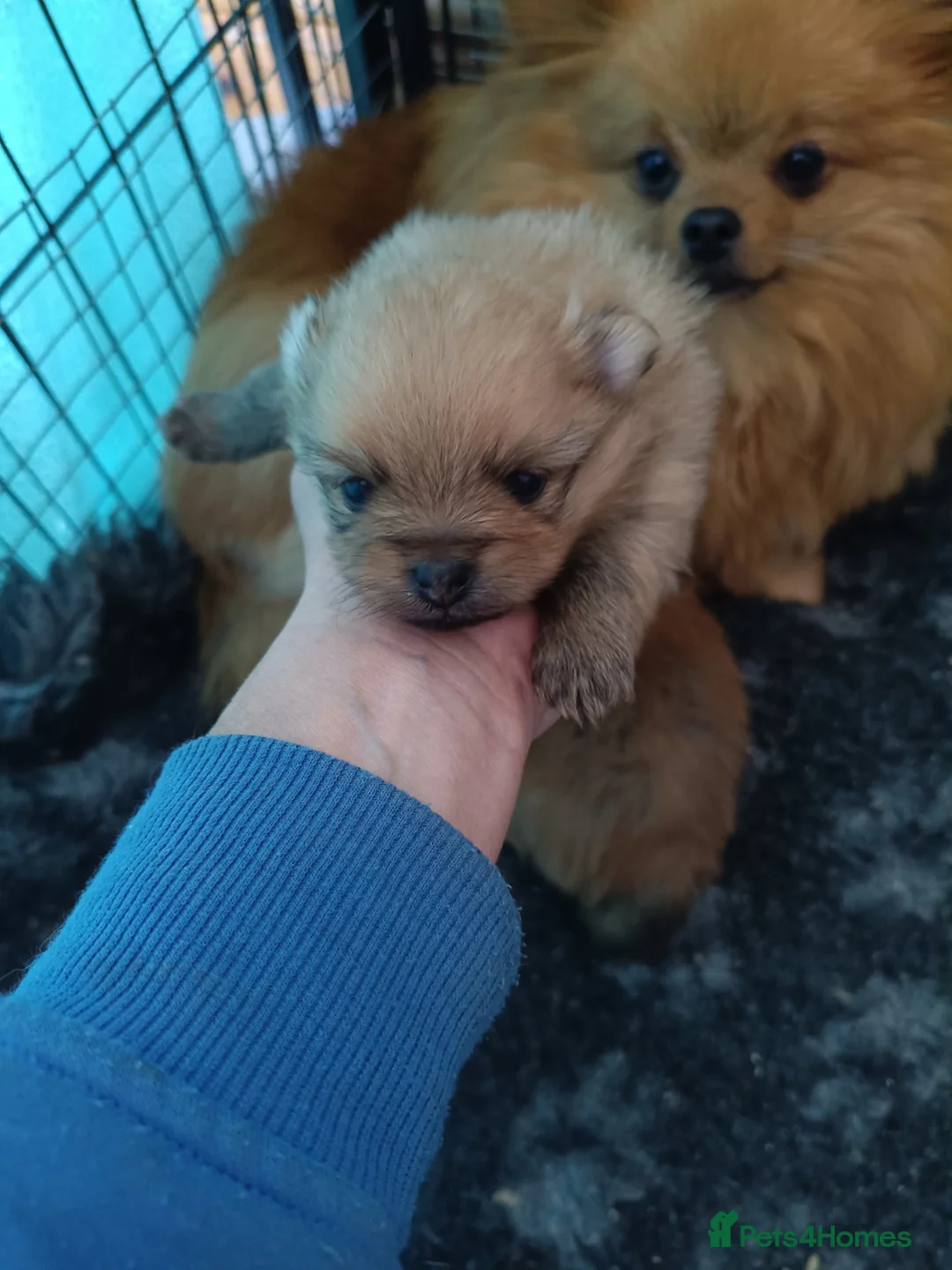 Pomeranian dogs for sale: Absolutely stunning pups  - Advert 10