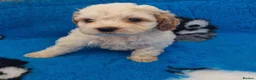 Maltipoo dogs for sale: Maltipoo puppies ready now  - Advert 7