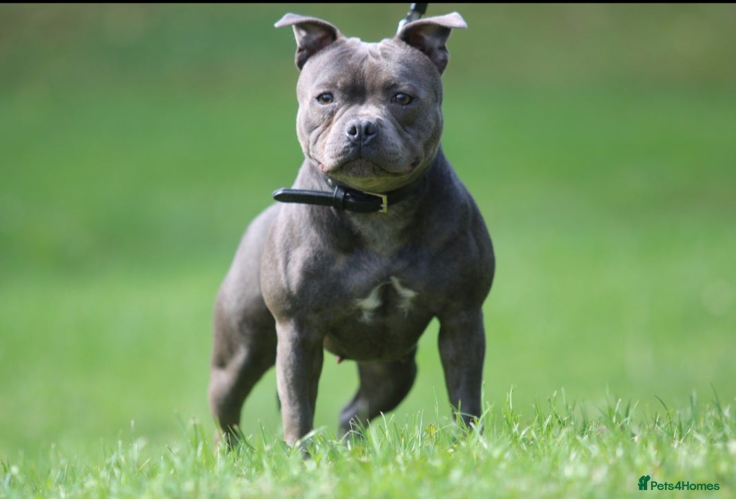 Staffordshire Bull Terrier dogs Adult Blue female - Advert 1