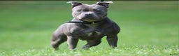 Staffordshire Bull Terrier dogs for sale: Adult Blue female - Advert 1