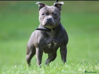 Staffordshire Bull Terrier dogs Adult Blue female - Advert 1
