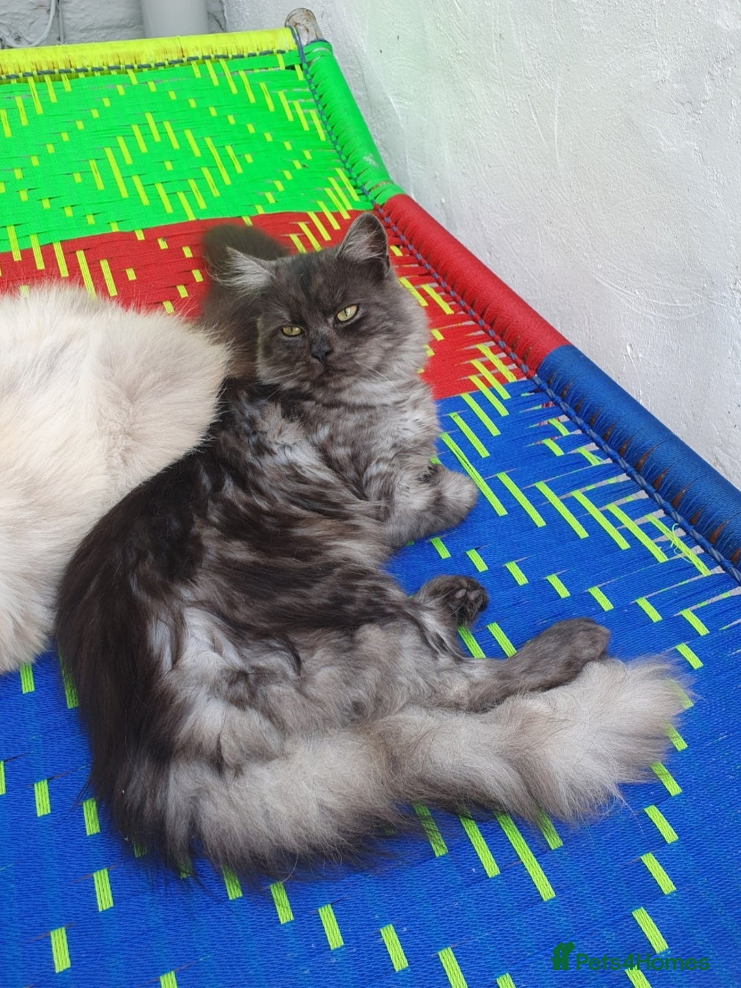 Mixed Breed cats for sale: Beautiful male kitten  - Image 10