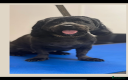 Mixed Breed dogs for sale: Protective and loyal when trust earned - Image 2