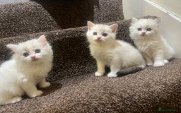 British Shorthair cats for sale: British shorthair  - Image 2