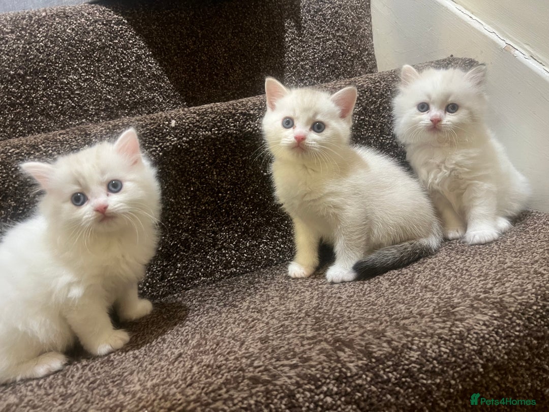 British Shorthair cats for sale: British shorthair  - Image 2