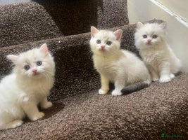 British Shorthair cats - Advert 9