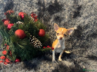 Chihuahua dogs Chihuahuas puppies - Advert 17