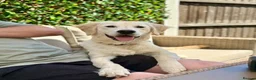 Golden Retriever dogs for sale: 7 month old Golden retriever  in Derby - Advert 6