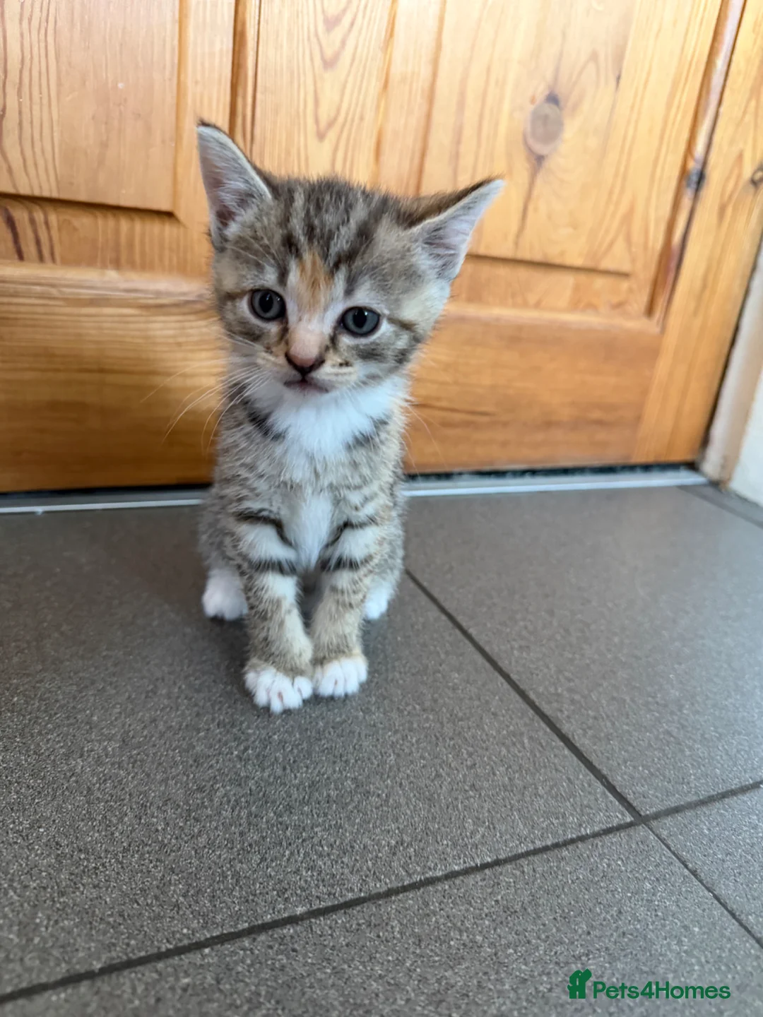 Bengal cats for sale: Bengal cross kittens  - Advert 2