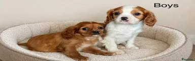 Cavalier King Charles Spaniel Puppy 2