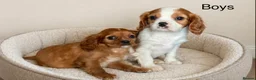 Cavalier King Charles Spaniel dogs for sale: Beautiful cavalier - Advert 3