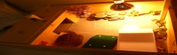 Hermann Tortoise reptiles for sale: 1 Year Old Hermann Tortoise with Tortoise Table - Advert 3