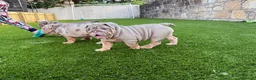 English Bulldog dogs for sale: English bulldog female puppy  - Advert 2