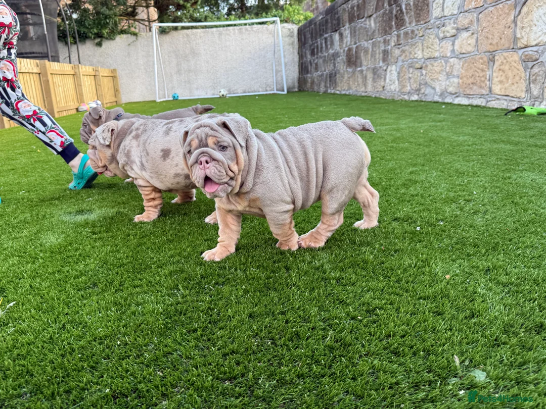 English Bulldog dogs for sale: English bulldog female puppy  - Advert 2
