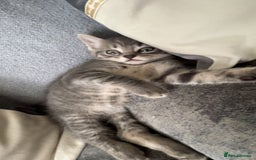 Mixed Breed cats for sale: Blue cross bengal  - Image 3