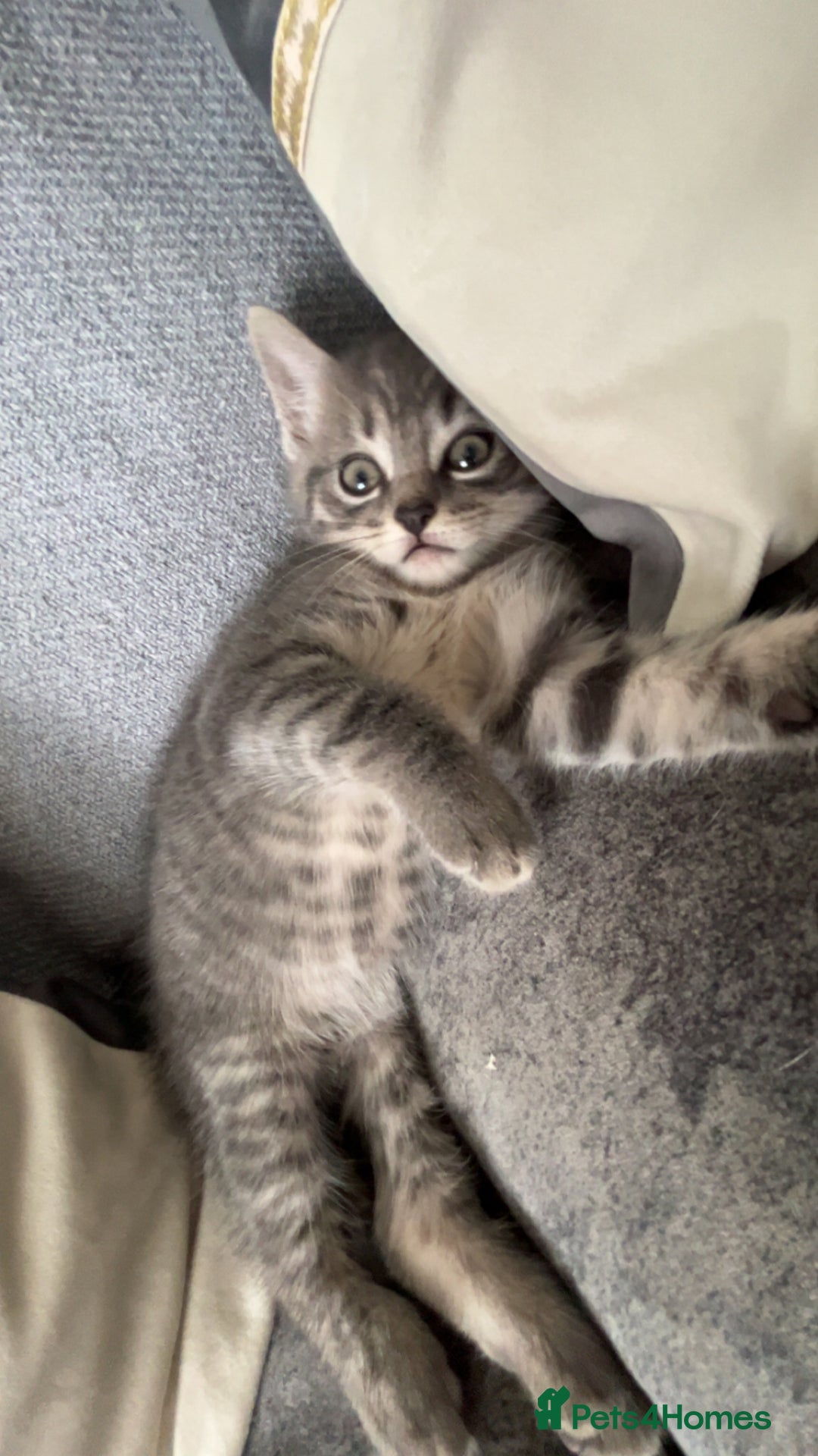 Mixed Breed cats for sale: Blue cross bengal  - Image 3