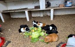 Guinea Pig rodents for sale: Beautiful Baby Guinea Pigs🐹 - Image 14