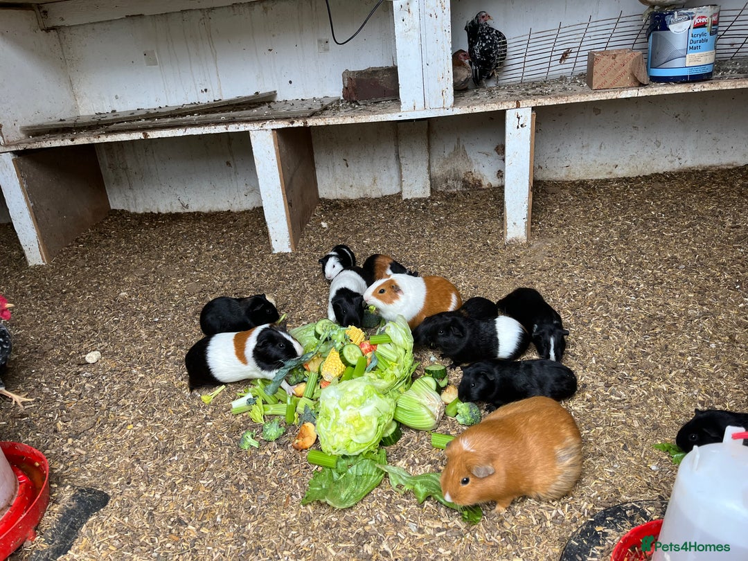 Guinea Pig rodents for sale: Beautiful Baby Guinea Pigs🐹 - Image 14
