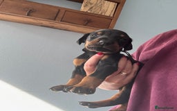 Dobermann dogs for sale:  European Doberman puppies. in Torquay - Image 33