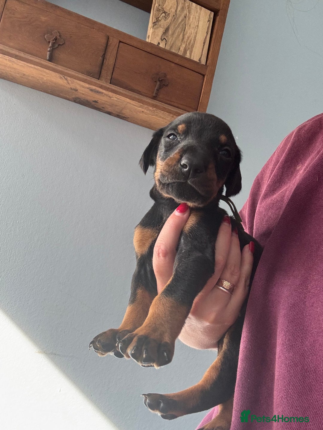 Dobermann dogs for sale:  European Doberman puppies. in Torquay - Image 33