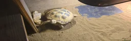 Tortoise reptiles for sale: 3-Year-Old Horsfield Tortoise + Complete Setup - Advert 6