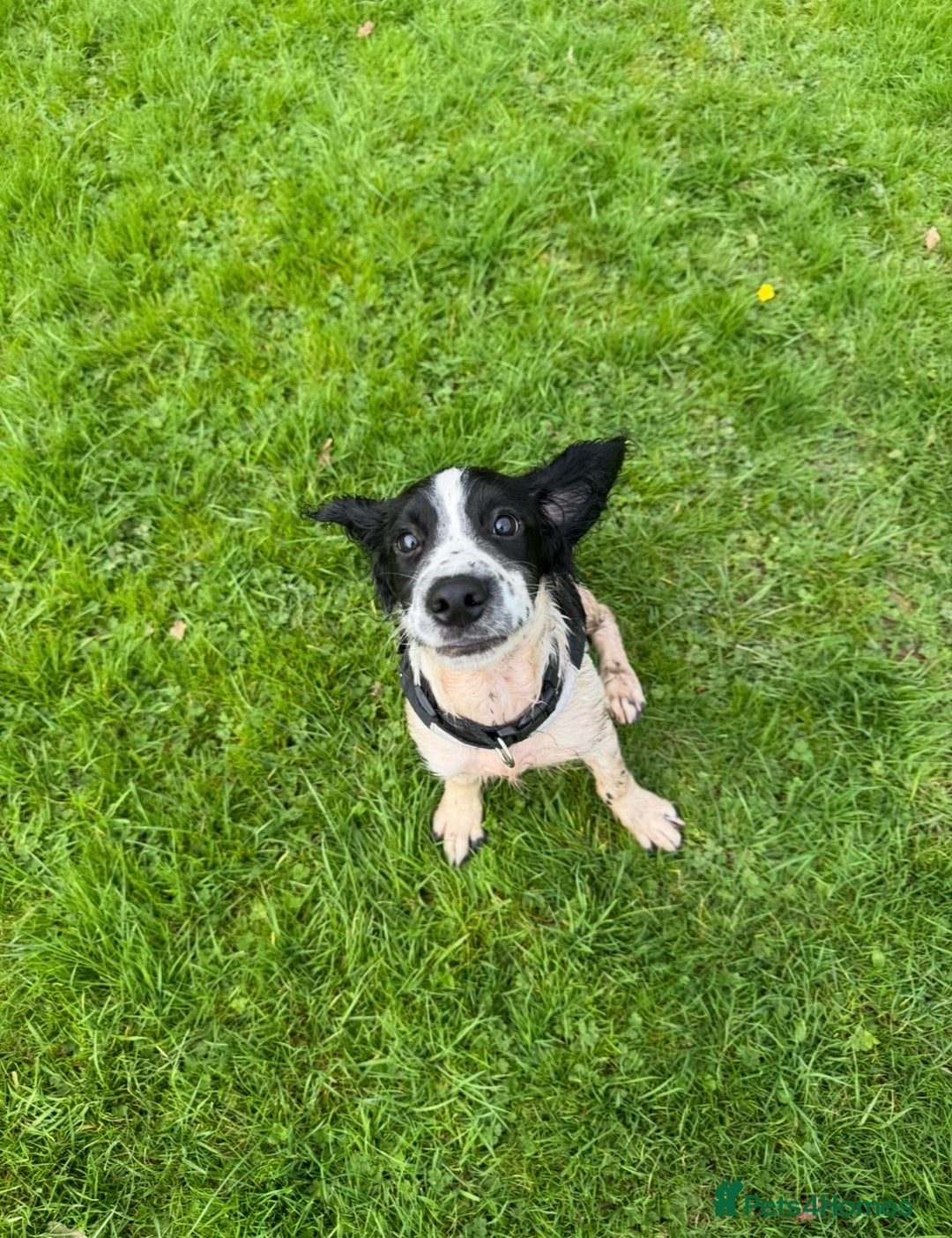 English Springer Spaniel dogs for sale: 8 month old springer spaniel for rehoming - Advert 2