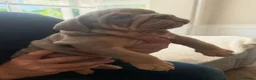 English Bulldog dogs for sale: !! Ready to leave Friday English Bulldog puppy’s ! - Advert 30