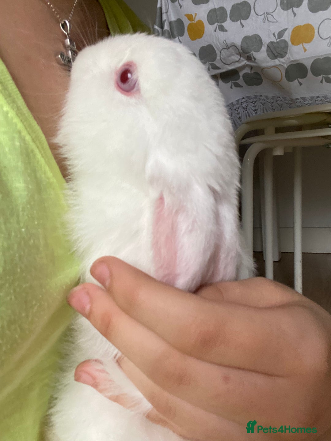 English Lop rabbits for sale: White lop eared bunny - Image 2