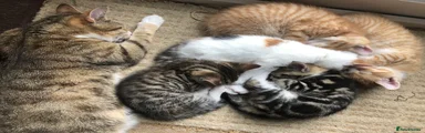 Mixed Breed Kitten 4