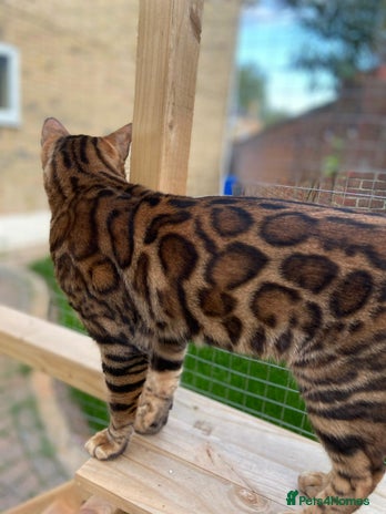 Mixed Breed cats in Sunbury-on-Thames - Advert 3