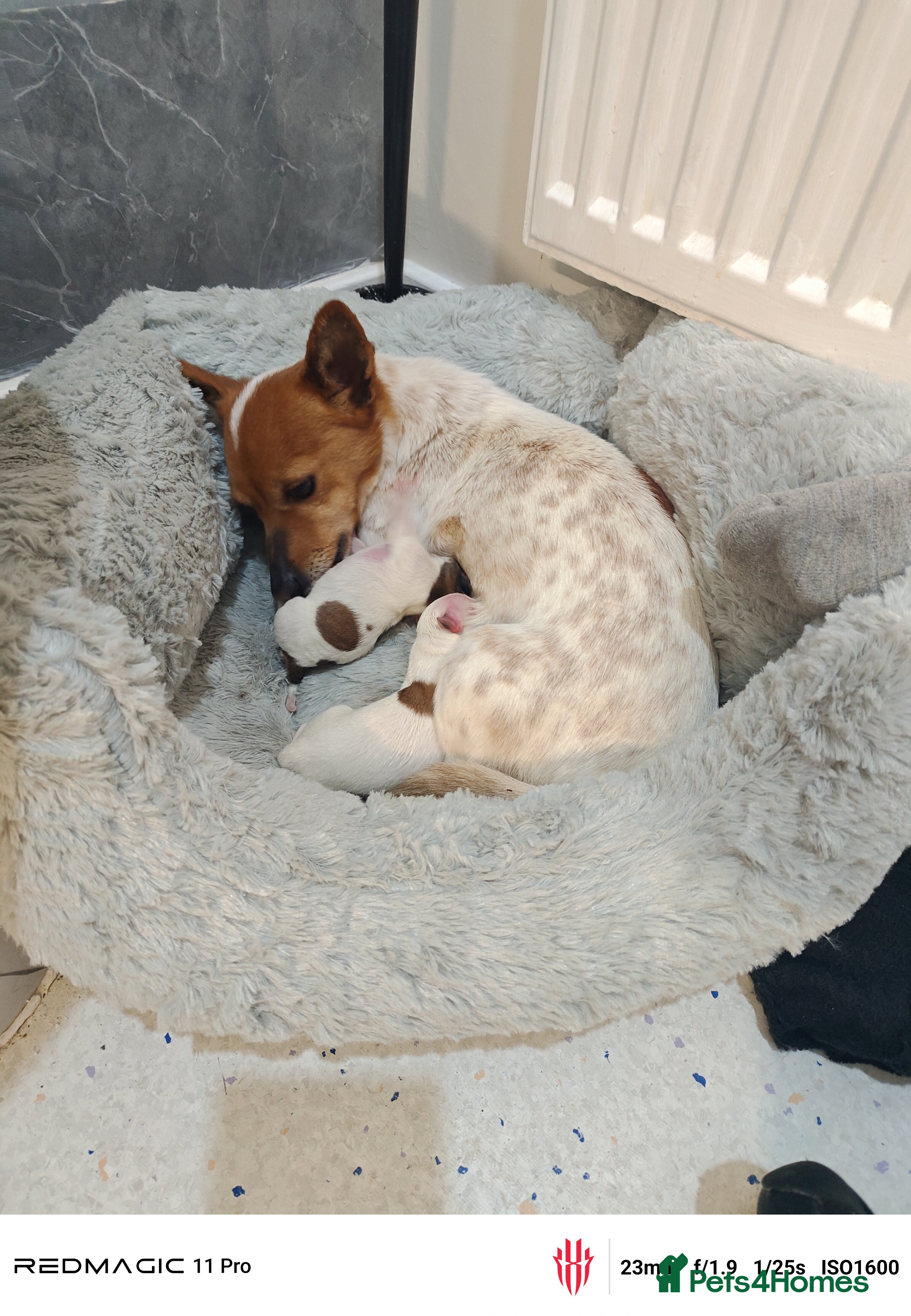 Jack Russell dogs 2 female mini jack Russell puppies - Advert 1