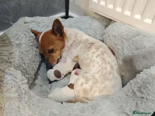 Jack Russell dogs 2 female mini jack Russell puppies - Advert 1