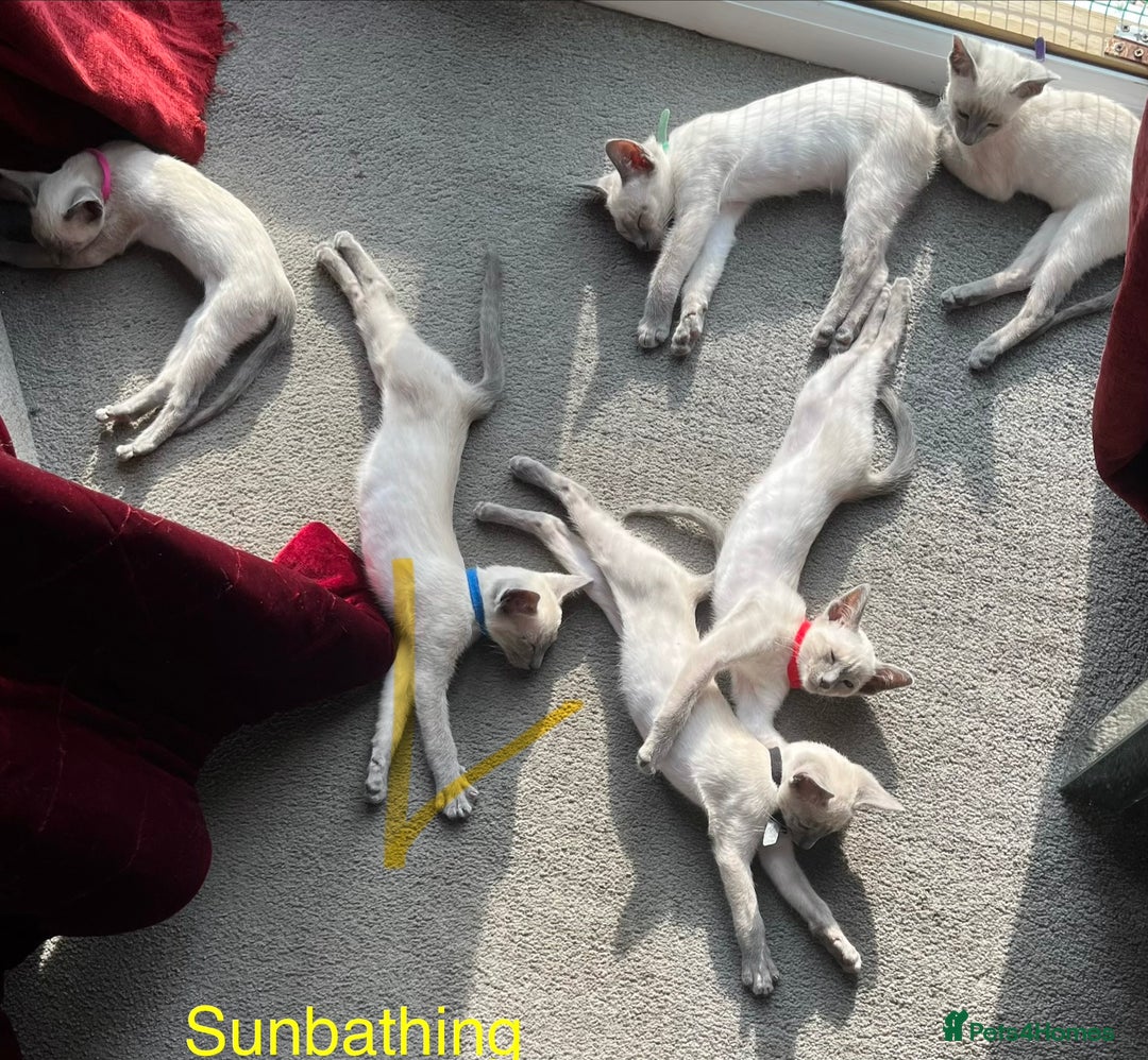 Siamese cats for sale: Blue point Siamese kittens - Advert 2