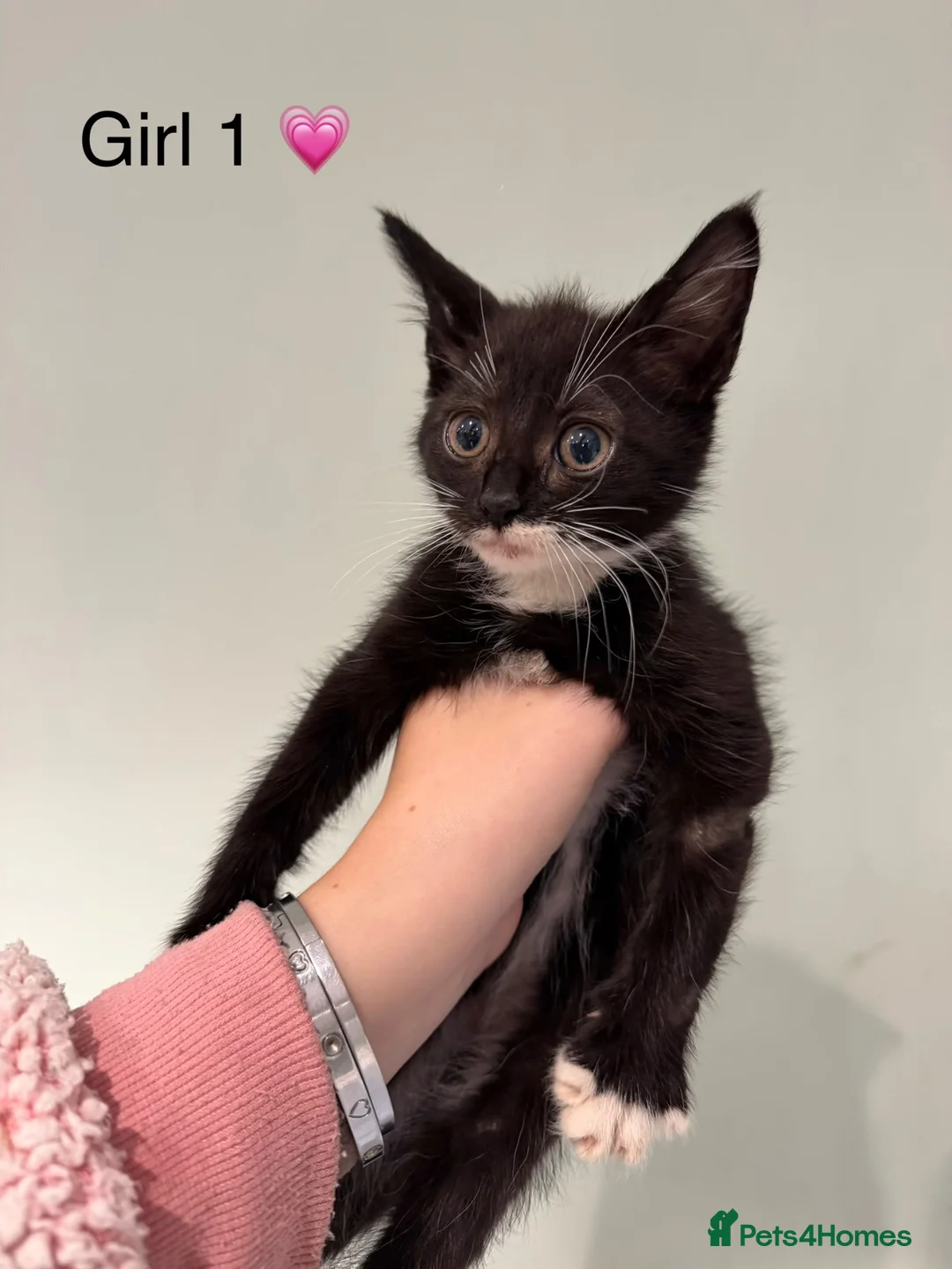 Mixed Breed cats for sale: Mainecoon X kittens  - Advert 10