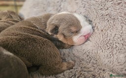 English Bulldog dogs for sale: Outstanding KC English Bulldogs, Top Quality Pups - Image 28